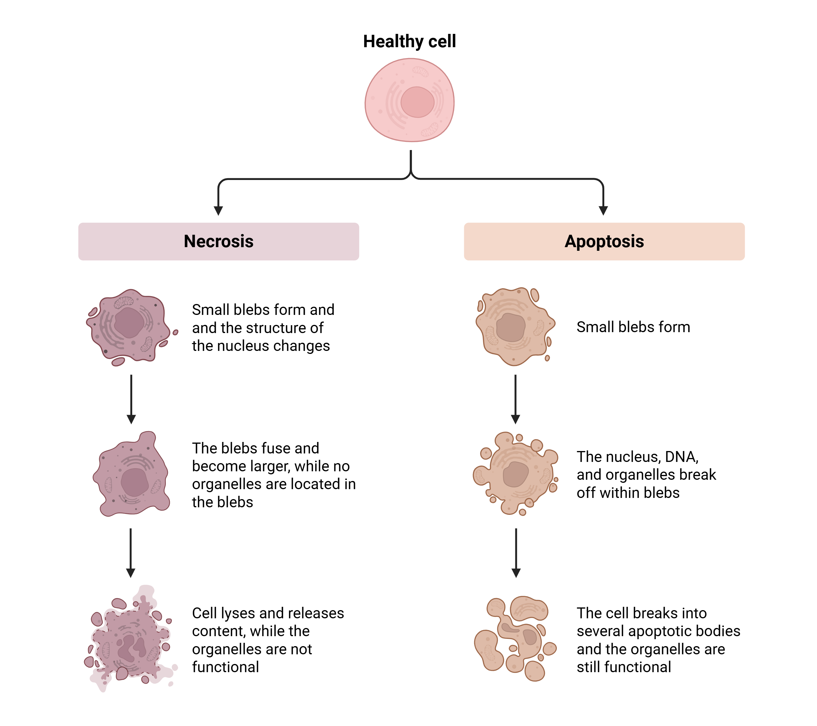apoptosis vs necrosis