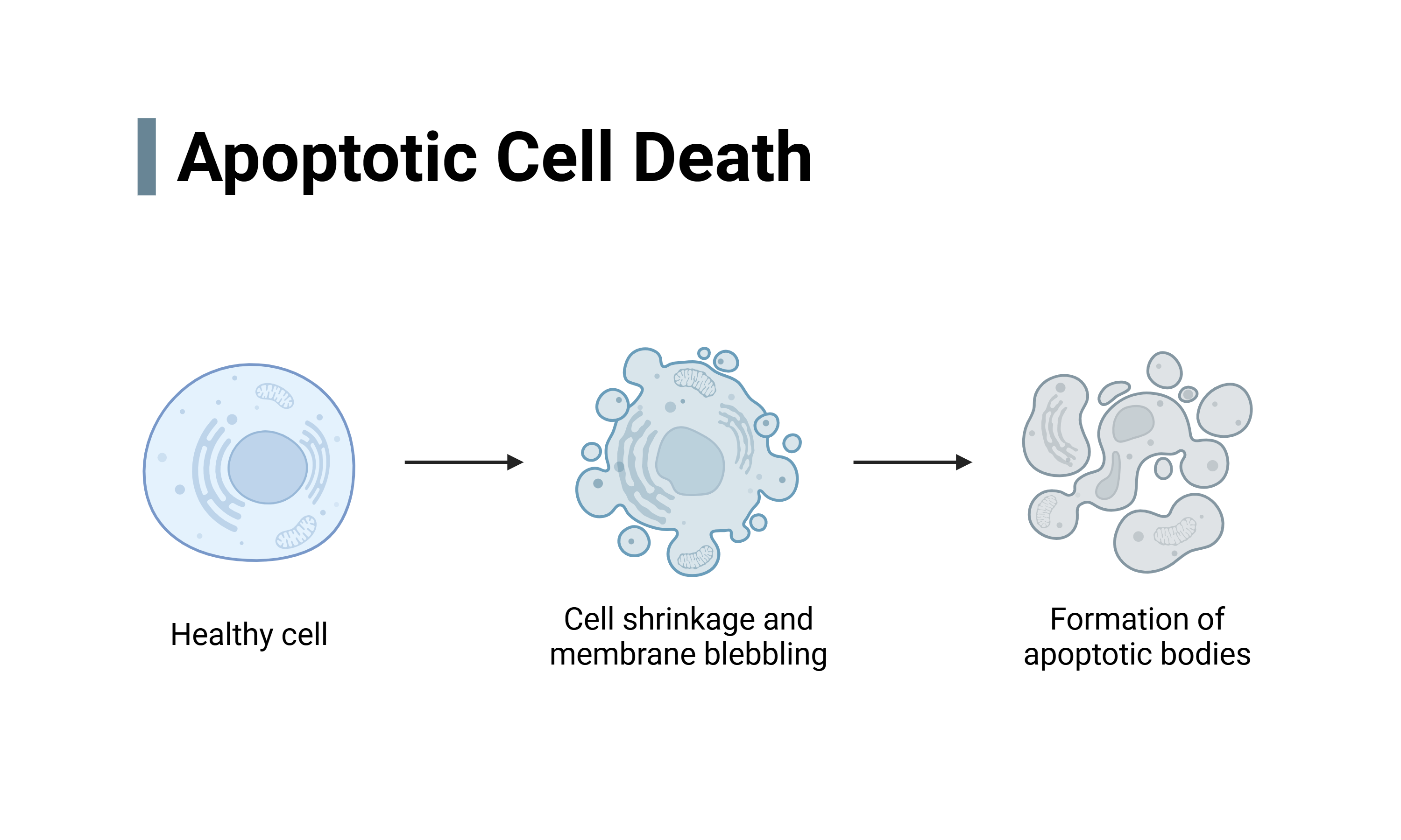 apoptosis